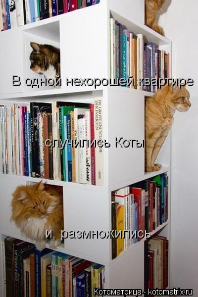 Котоматрица: В одной нехорошей квартире случились Коты и, размножились