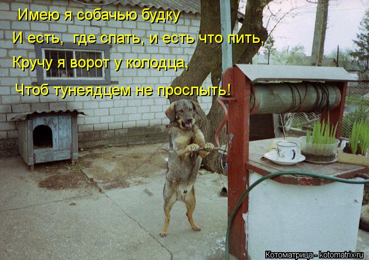 Котоматрица: Имею я собачью будку  И есть,  где спать, и есть что пить, Кручу я ворот у колодца, Чтоб тунеядцем не прослыть!