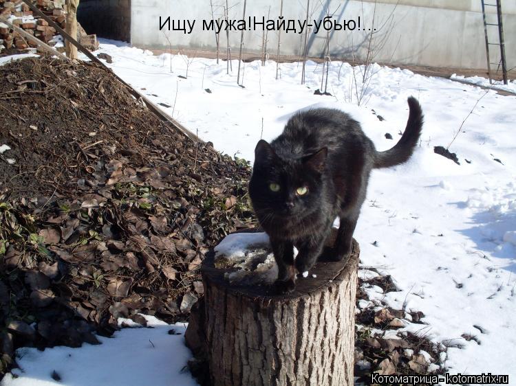 Котоматрица: Ищу мужа!Найду-убью!...