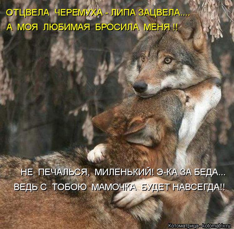 Котоматрица: ОТЦВЕЛА  ЧЕРЕМУХА - ЛИПА ЗАЦВЕЛА.... А  МОЯ  ЛЮБИМАЯ  БРОСИЛА  МЕНЯ !! НЕ  ПЕЧАЛЬСЯ,  МИЛЕНЬКИЙ! Э-КА ЗА БЕДА... ВЕДЬ С  ТОБОЮ  МАМОЧКА  БУДЕТ НАВСЕГД