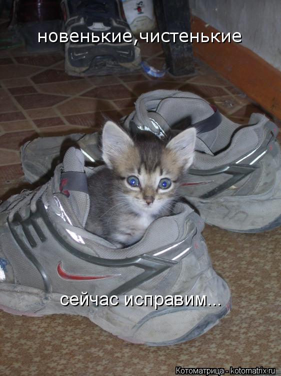 Котоматрица: новенькие,чистенькие сейчас исправим...