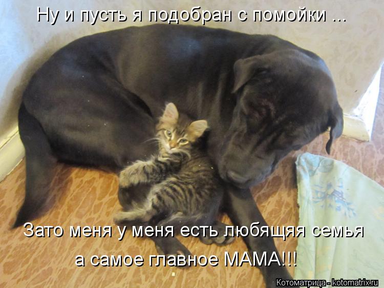Котоматрица: Ну и пусть я подобран с помойки ... Зато меня у меня есть любящяя семья а самое главное МАМА!!!