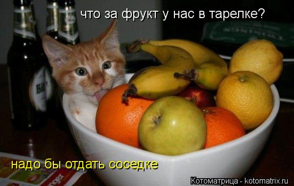 Котоматрица: что за фрукт у нас в тарелке? надо бы отдать соседке