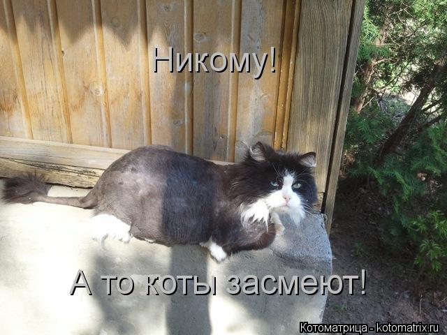 Котоматрица: А то коты засмеют! Никому!