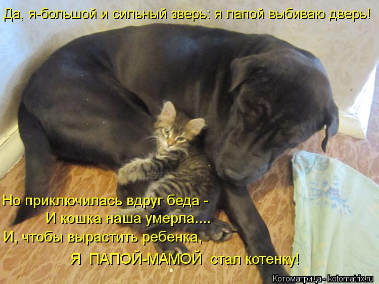 Котоматрица: Да, я-большой и сильный зверь: я лапой выбиваю дверь! Но приключилась вдруг беда - И кошка наша умерла.... И, чтобы вырастить ребенка, Я  ПАПОЙ-М