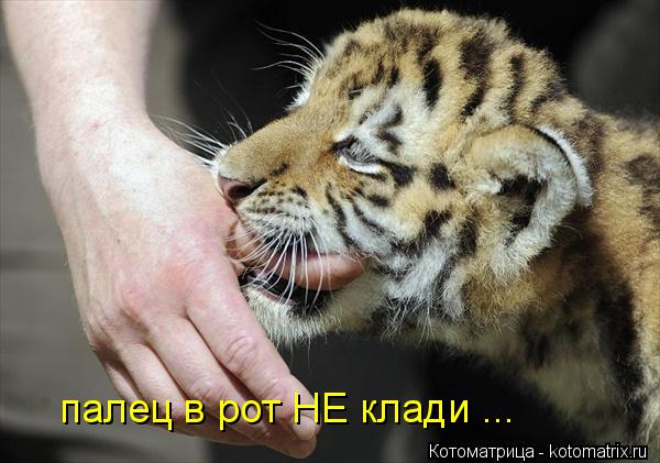 Котоматрица: палец в рот НЕ клади ...