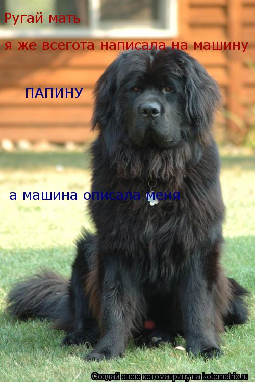 Котоматрица: Ругай мать  я же всегота написала на машину а машина описала меня ПАПИНУ
