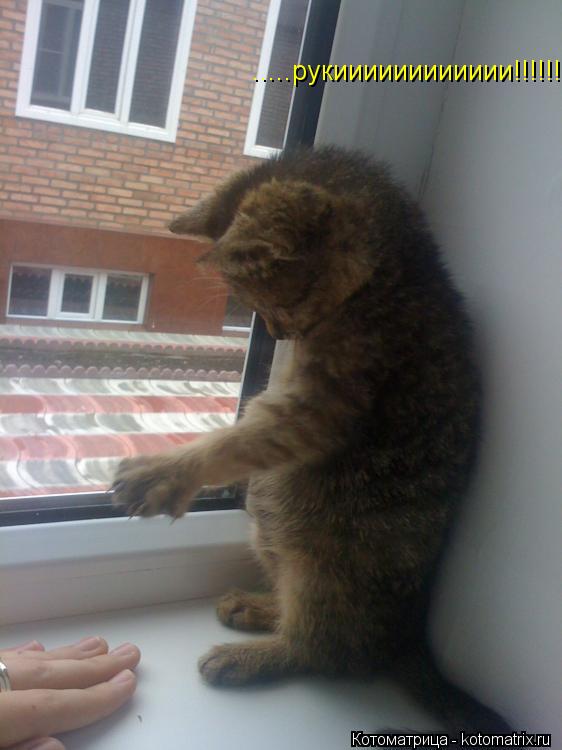 Котоматрица: .....рукииииииииииии!!!!!!