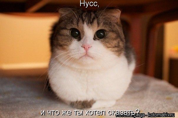 Котоматрица: и что же ты хотел сказать? Нусс,