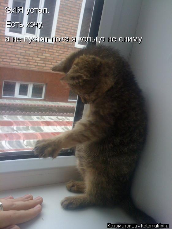 Котоматрица: Эх!Я устал. Есть хочу, а не пустят пока я кольцо не сниму