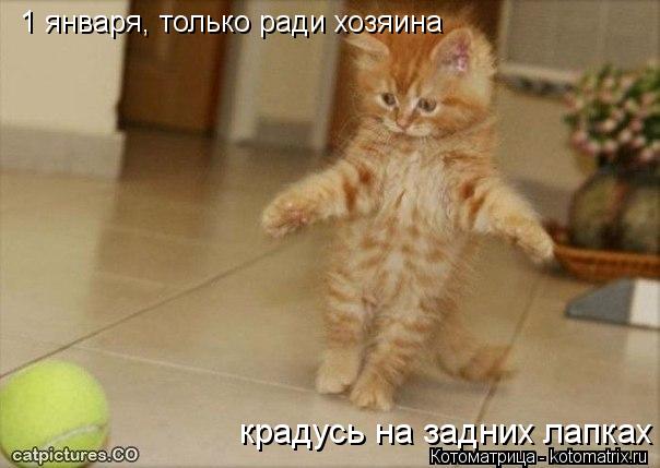 Котоматрица: 1 января, только ради хозяина крадусь на задних лапках