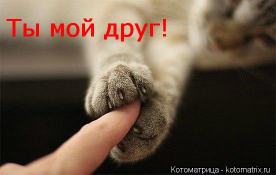 Котоматрица: Ты мой друг! Ты мой друг!