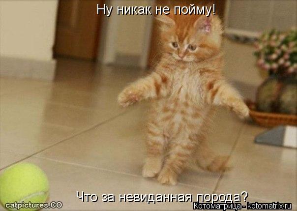 Котоматрица: Ну никак не пойму! Что за невиданная порода?