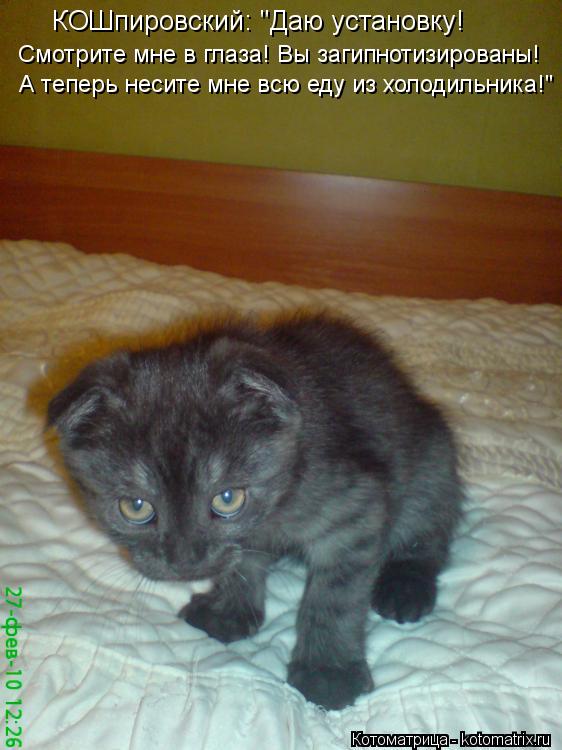 Котоматрица: Смотрите мне в глаза! Вы загипнотизированы! А теперь несите мне всю еду из холодильника!" КОШпировский: "Даю установку!