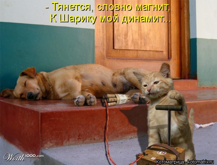 Котоматрица: - Тянется, словно магнит, К Шарику мой динамит...