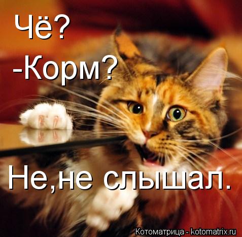 Котоматрица: Чё? -Корм? Не,не слышал.