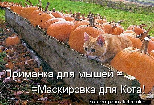 Котоматрица: Приманка для мышей =  =Маскировка для Кота!