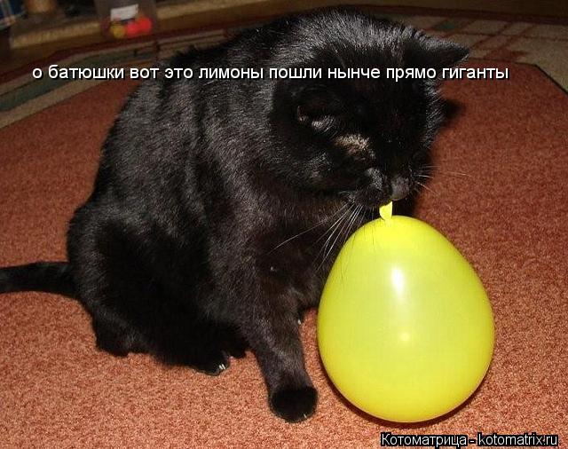 Котоматрица: о батюшки вот это лимоны пошли нынче прямо гиганты