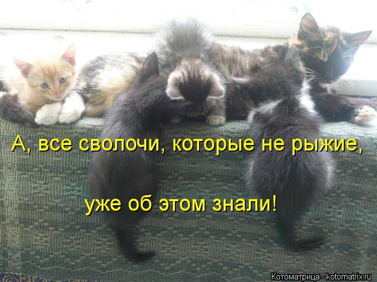 Котоматрица: А, все сволочи, которые не рыжие, уже об этом знали!