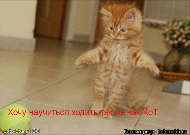 Котоматрица: Хочу научиться ходить так же как КоТ