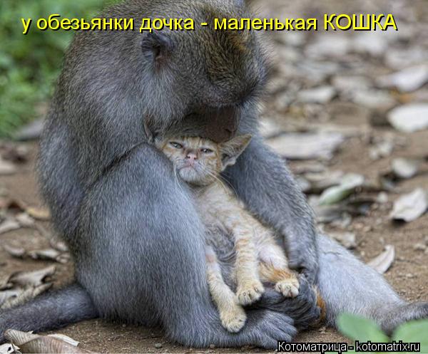 Котоматрица: у обезьянки дочка - маленькая КОШКА