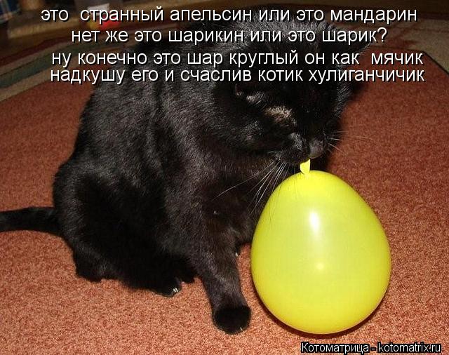 Котоматрица: это  странный апельсин или это мандарин это  странный апельсин или это мандарин нет же это шарикин или это шарик? ну конечно это шар круглый 