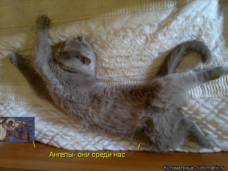 Котоматрица: \ / Ангелы- они среди нас
