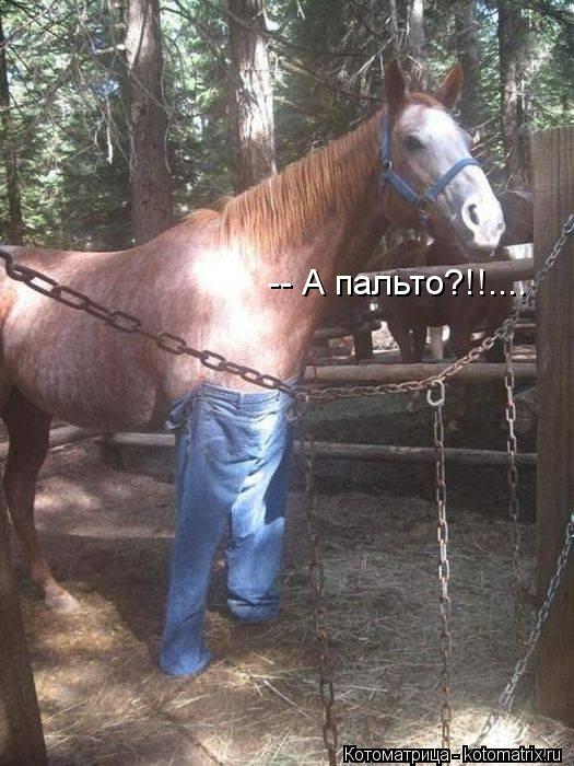 Котоматрица: -- А пальто?!!....