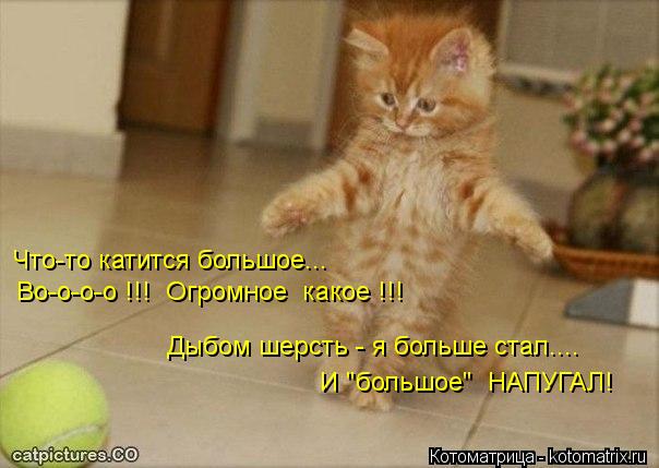 Котоматрица: Что-то катится большое... Во-о-о-о !!!  Огромное  какое !!! Дыбом шерсть - я больше стал.... И "большое"  НАПУГАЛ!