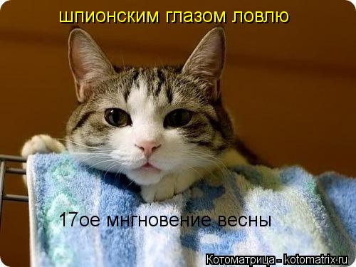 Котоматрица: шпионским глазом ловлю  17ое мнгновение весны