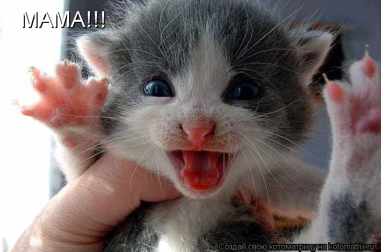 Котоматрица: МАМА!!!