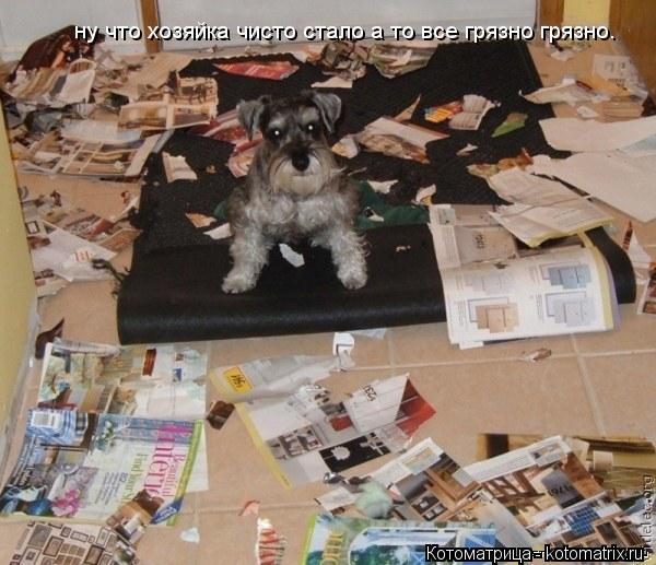 Котоматрица: ну что хозяйка чисто стало а то все грязно грязно.