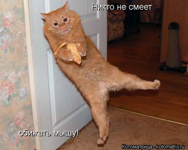 Котоматрица: Никто не смеет обижать мышу!