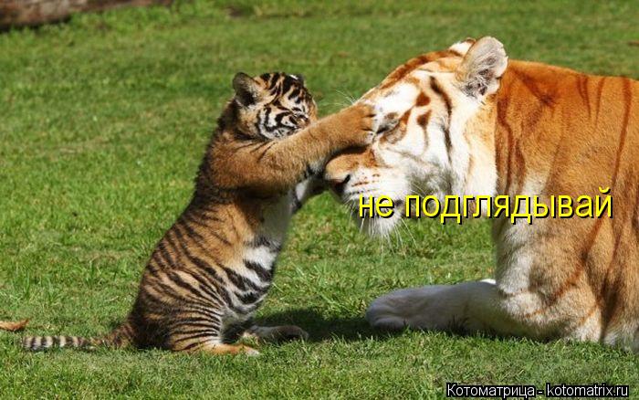Котоматрица: не подглядывай