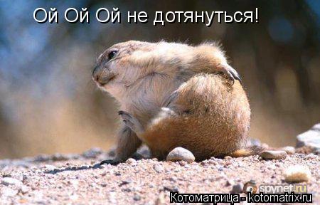Котоматрица: Ой Ой Ой не дотянуться!