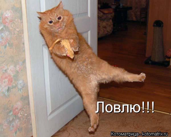 Котоматрица: Ловлю!!!