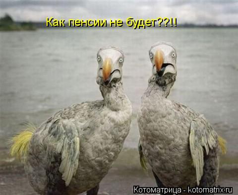Котоматрица: Как пенсии не будет??!!