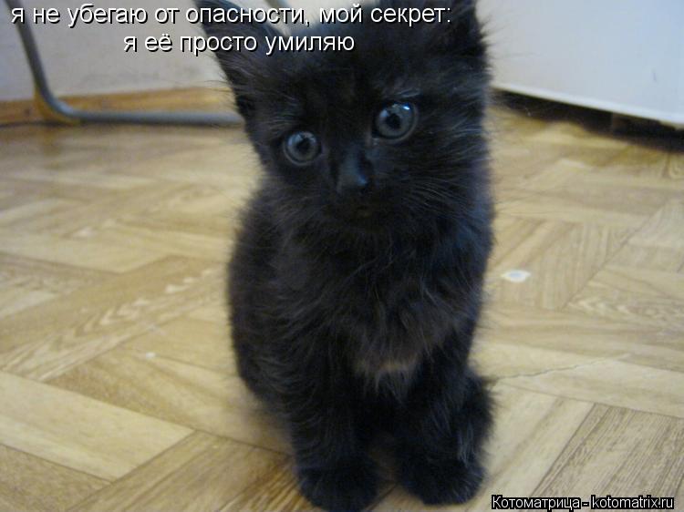 Котоматрица: я не убегаю от опасности, мой секрет: я её просто умиляю