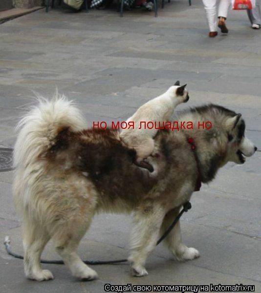 Котоматрица: но моя лошадка но