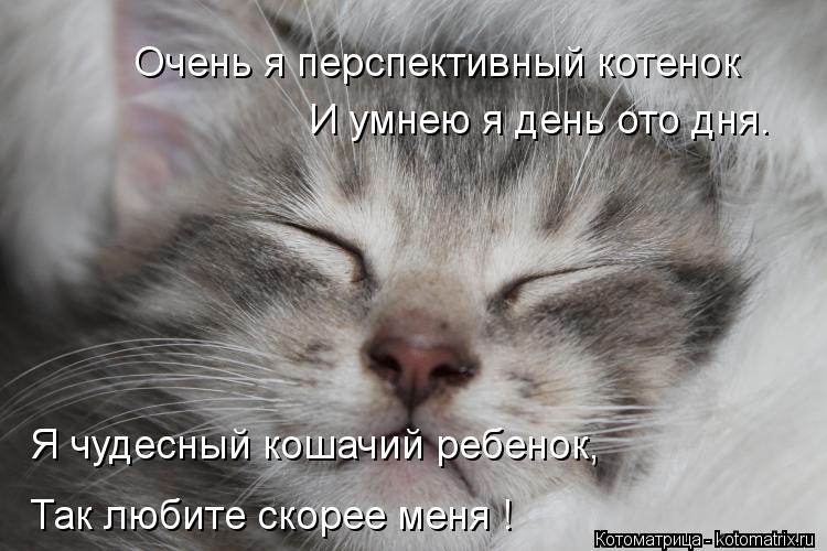 Котоматрица: И умнею я день ото дня. Так любите скорее меня ! Очень я перспективный котенок Я чудесный кошачий ребенок,