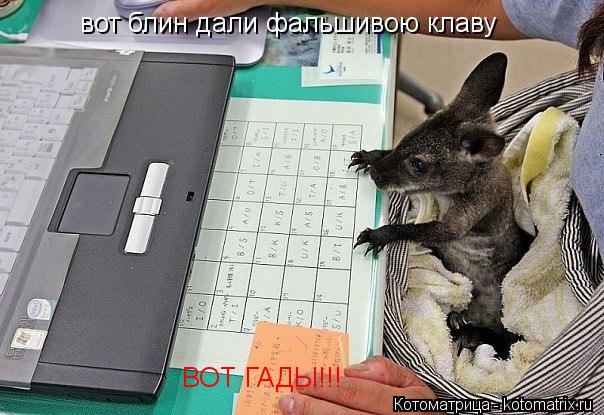 Котоматрица: вот блин дали фальшивою клаву ВОТ ГАДЫ!!!