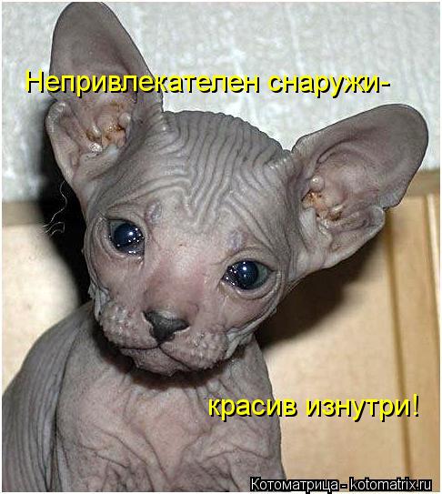 Котоматрица: красив изнутри! Непривлекателен снаружи-