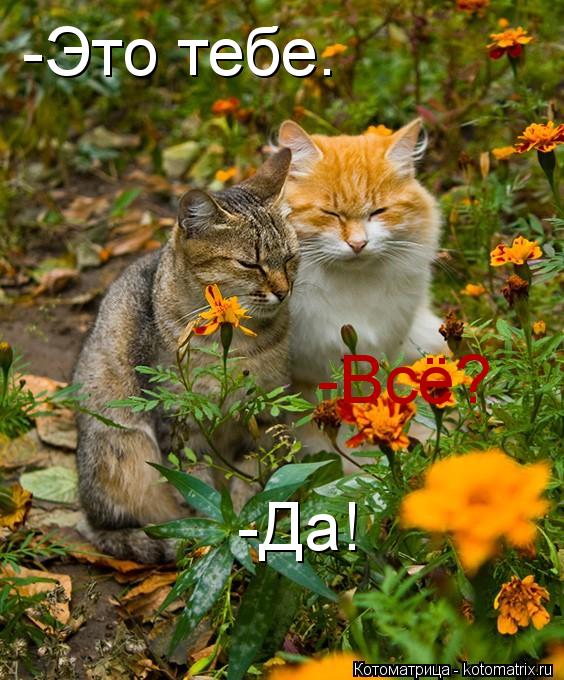 Котоматрица: -Это тебе. -Всё? -Да!