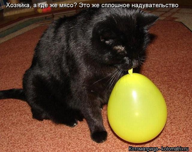 Котоматрица: Хозяйка, а где же мясо? Это же сплошное надувательство