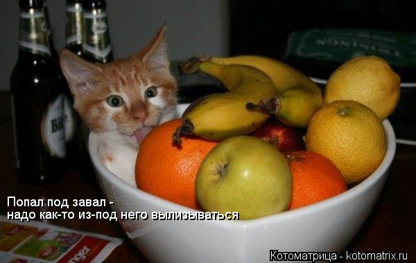 Котоматрица: Попал под завал - надо как-то из-под него вылизываться