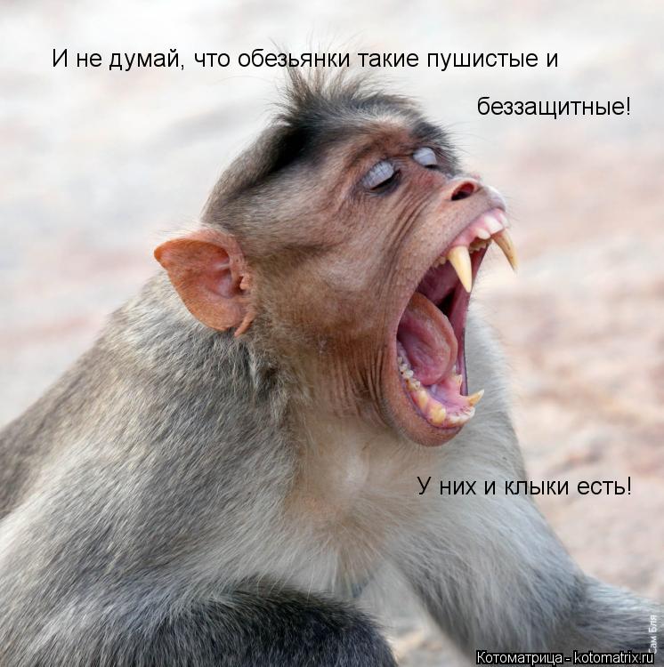 Котоматрица: И не думай, что обезьянки такие пушистые и беззащитные! У них и клыки есть!