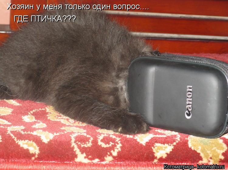 Котоматрица: Хозяин у меня только один вопрос.... ГДЕ ПТИЧКА???
