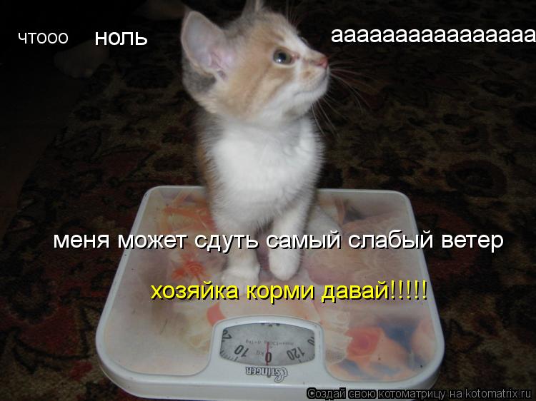 Котоматрица: чтооо ноль ааааааааааааааааа меня может сдуть самый слабый ветер хозяйка корми давай!!!!!