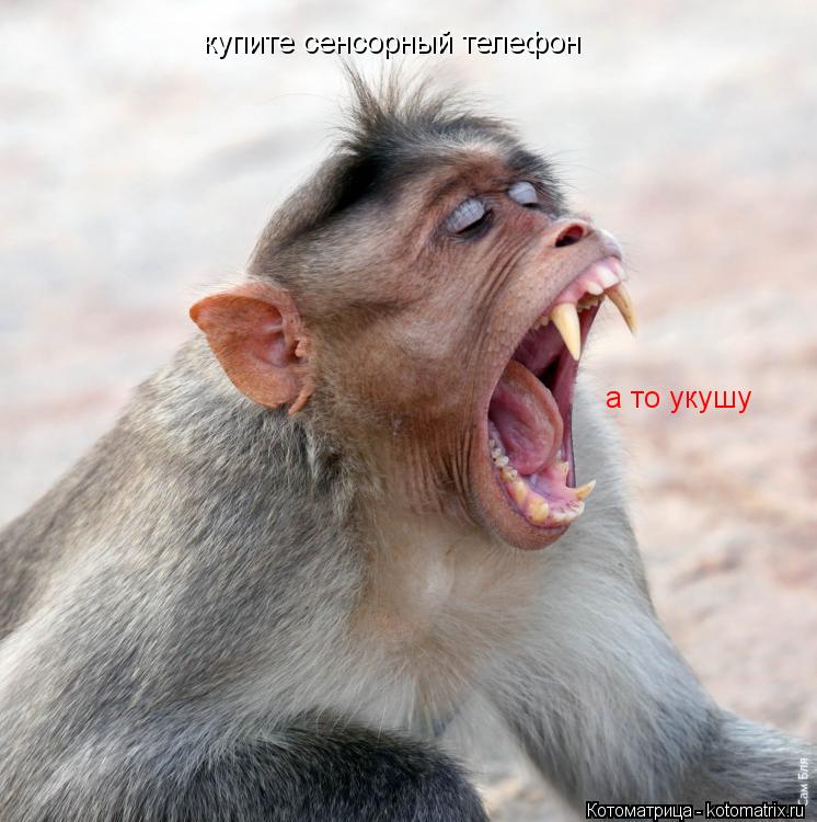 Котоматрица: а то укушу купите сенсорный телефон