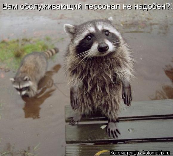 Котоматрица: Вам обслуживающий персонал не надобен?!